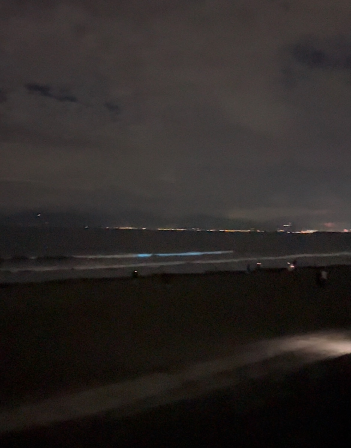 夜光虫